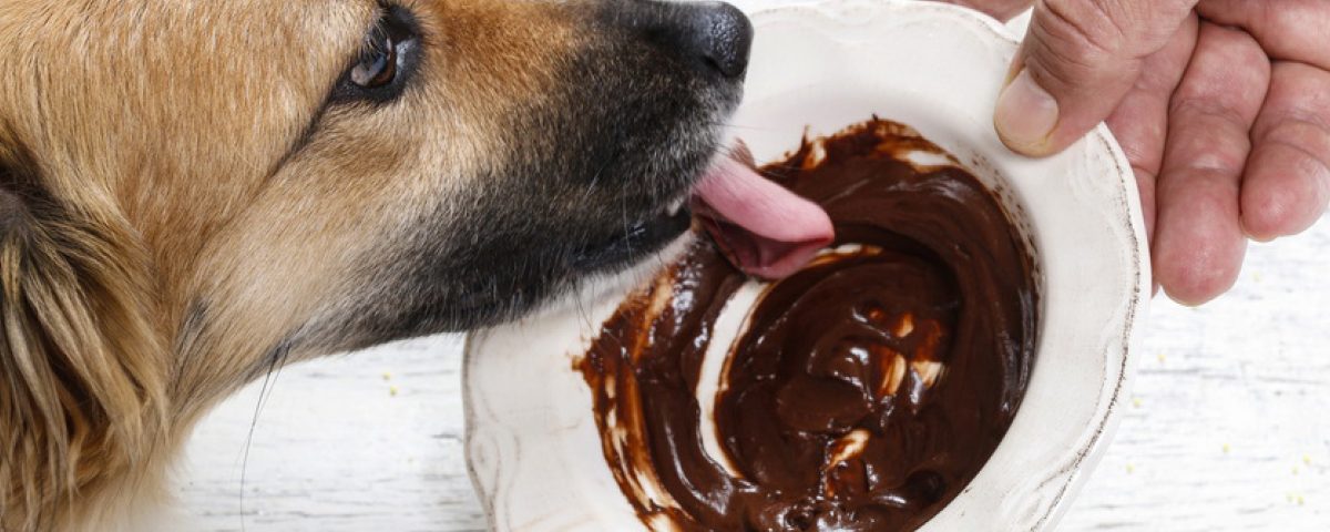 Schokoladenvergiftung - Hundemagazin