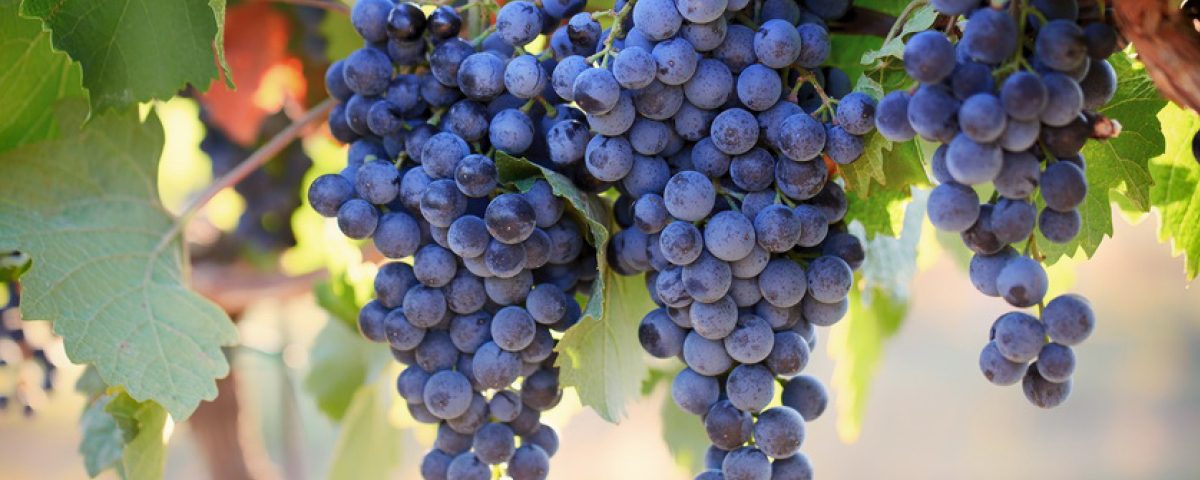Durchfall Von Weintrauben