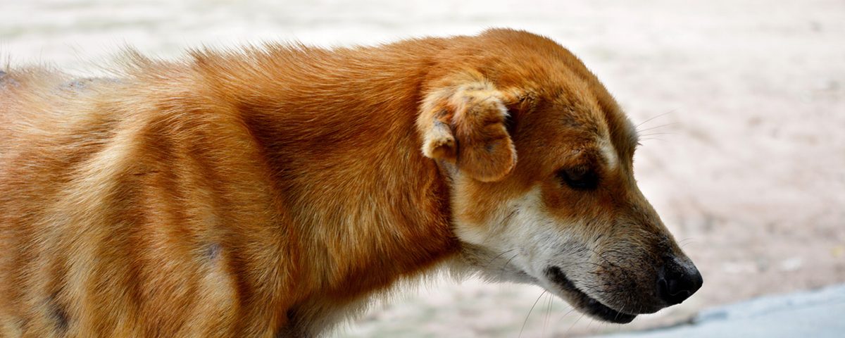 26 Best Photos Wann Ist Ein Hund Läufig Wo kann man Pomeranian Puppy