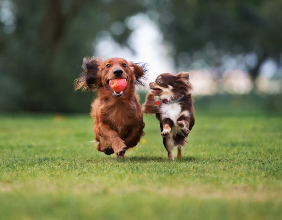 aepfel-fuer-hunde