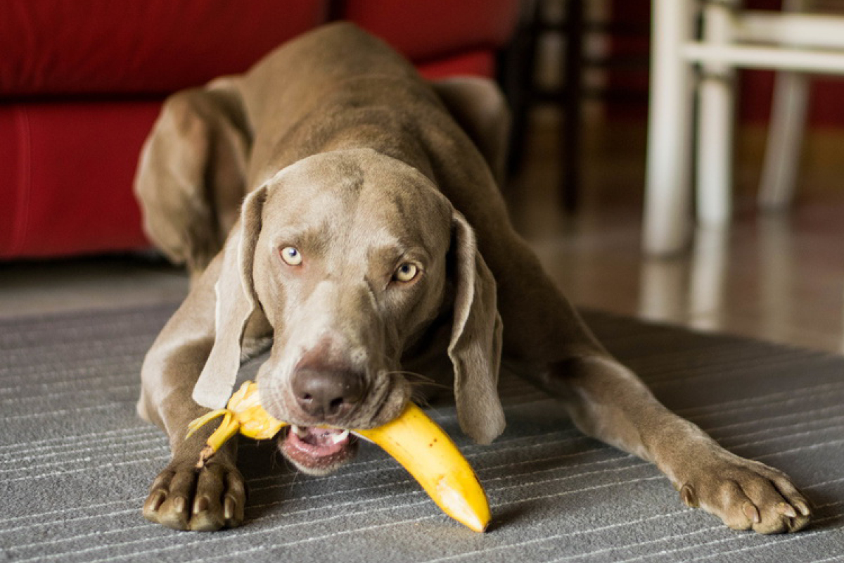bind hår tilskadekomne Bananen für den Hund - Hundemagazin