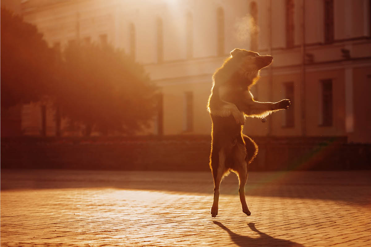Hundemagazin - Beitrag Dancing Dog