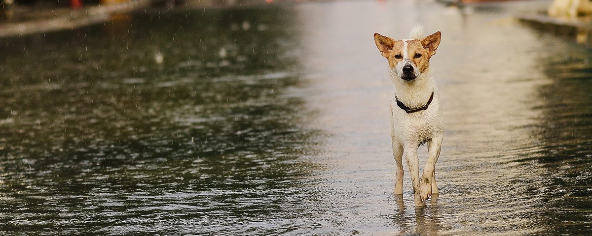 Hund in einer überschwemmten Stadt