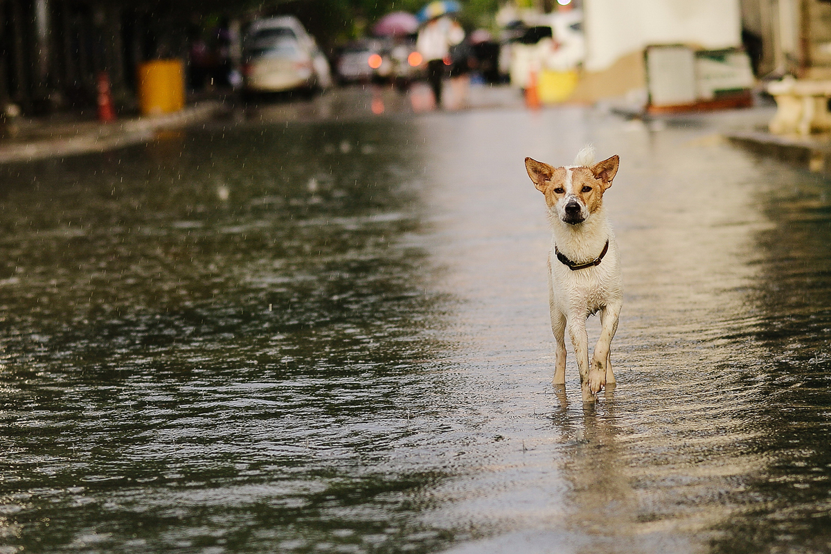 Hund in einer überschwemmten Stadt