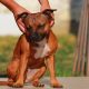 hundemagazin.info-beitrag-hundemassage