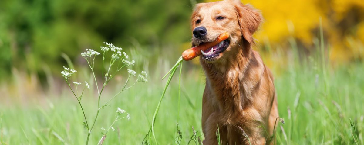 Karotten für den Hund
