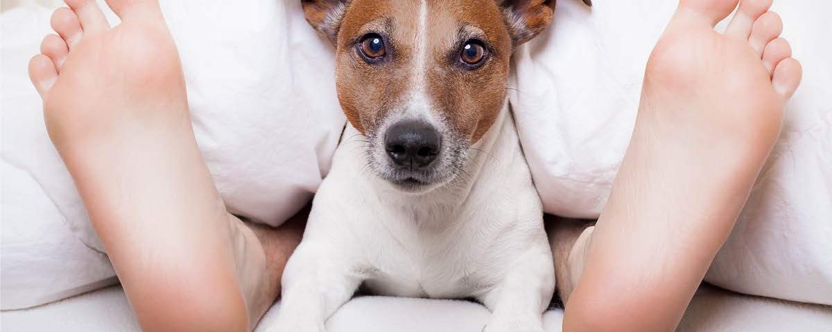Saubere Wohnung mit Hund einige Grundregeln Hundemagazin