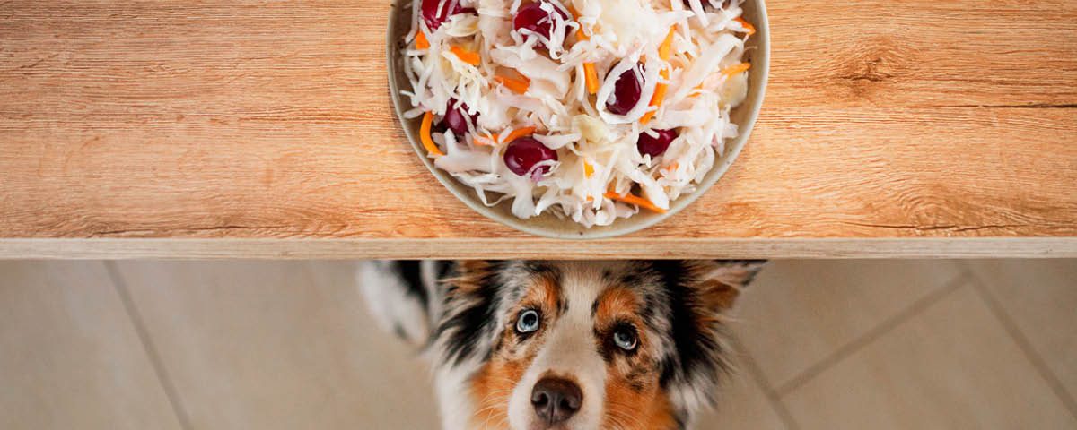 Sauerkraut für Hunde