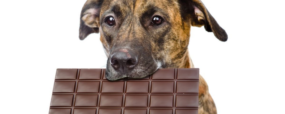 Theobrominvergiftung, Schokoladenvergiftung bei Hunden