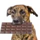 Theobrominvergiftung, Schokoladenvergiftung bei Hunden