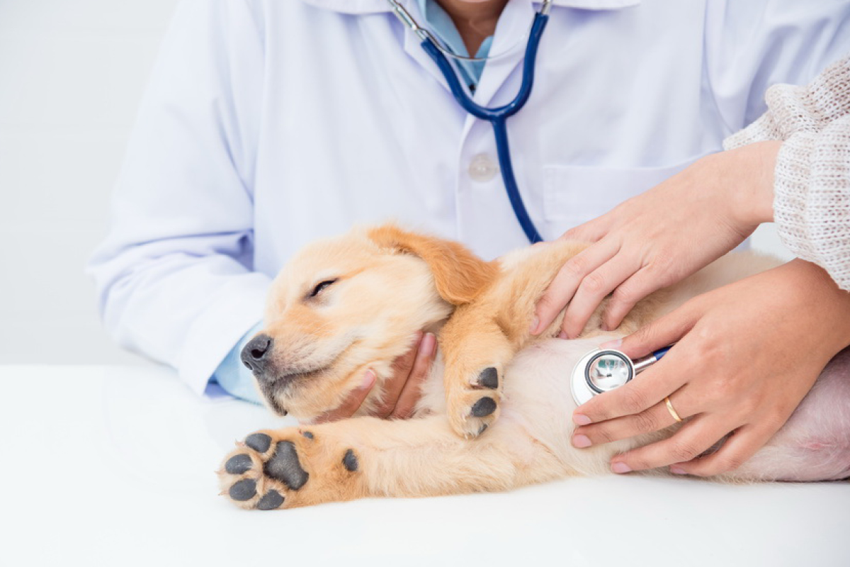 Tierarzt  Hundemagazin