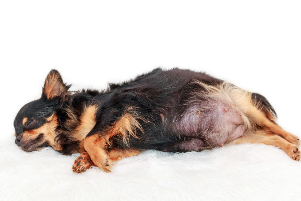 Ungewollte Schwangerschaft bei Hündinnen Hundemagazin