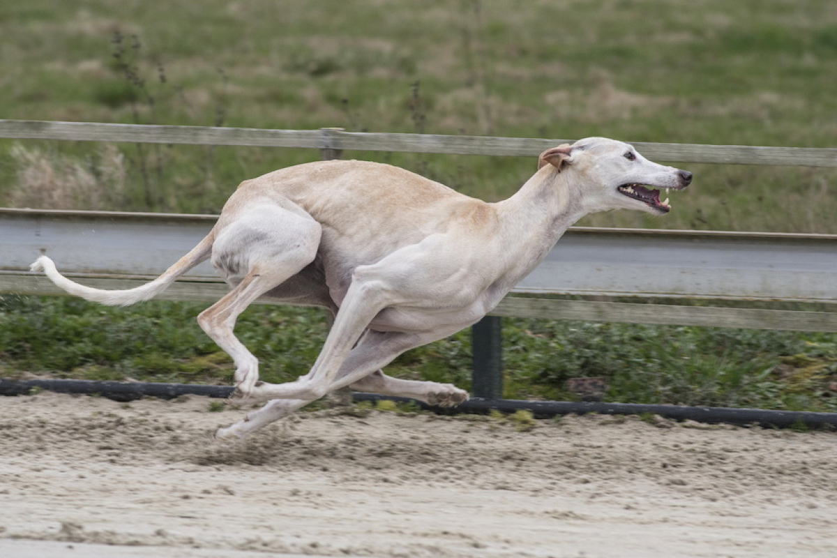 Coursing - die Sportart für Windhunde