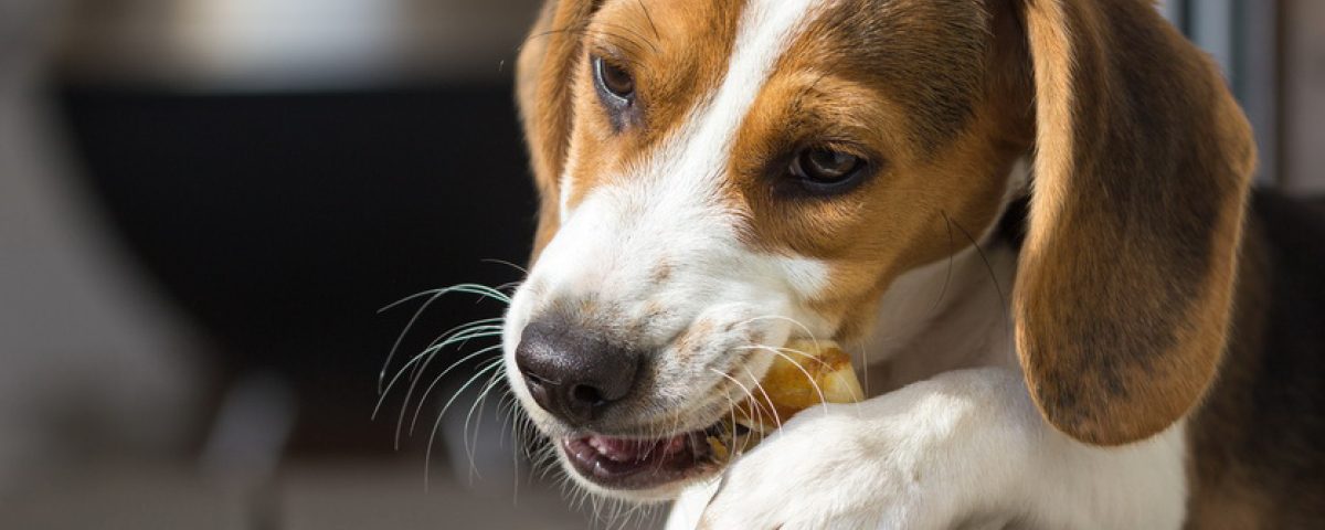 Zahnputzknochen für Hunde
