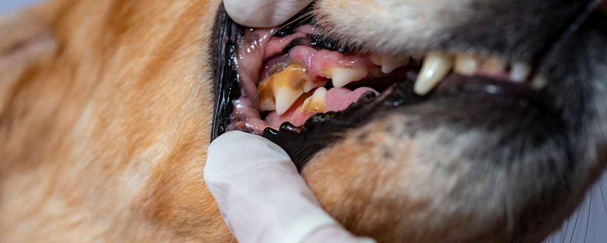 Zahnschmerzen beim Hund