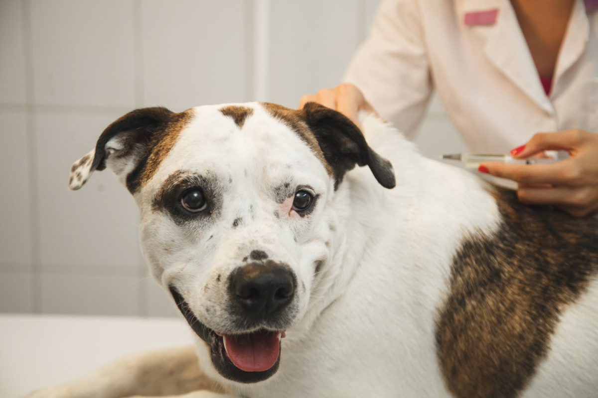 Zeckenimpfung für Hunde Schutzimpfung Hundemagazin.info