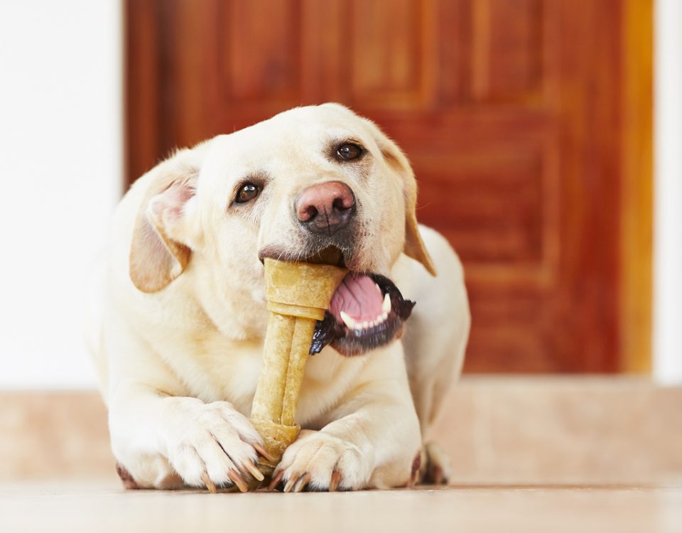 Zahnpflege und Zähneputzen bei Hunden