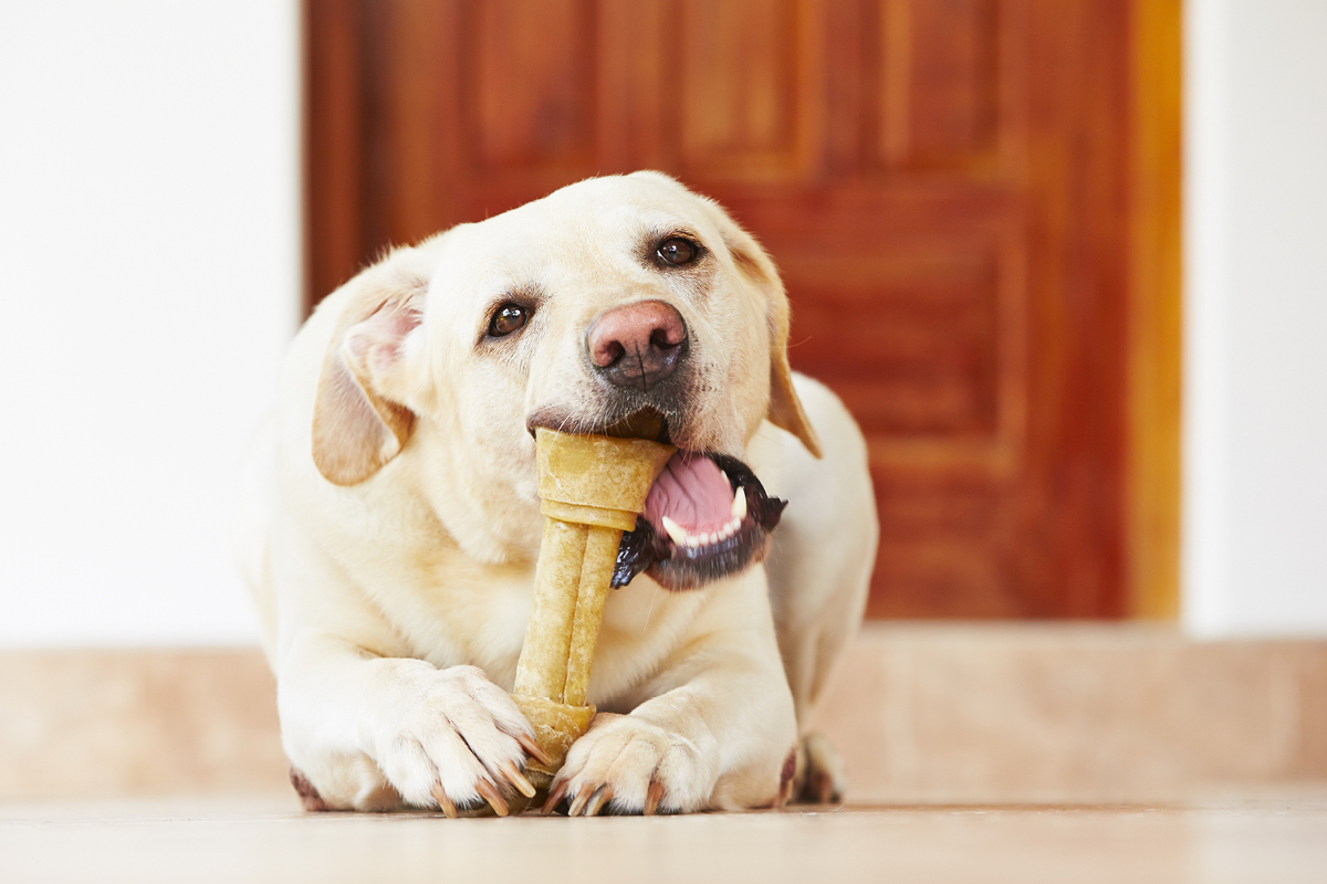 Zahnpflege und Zähneputzen bei Hunden