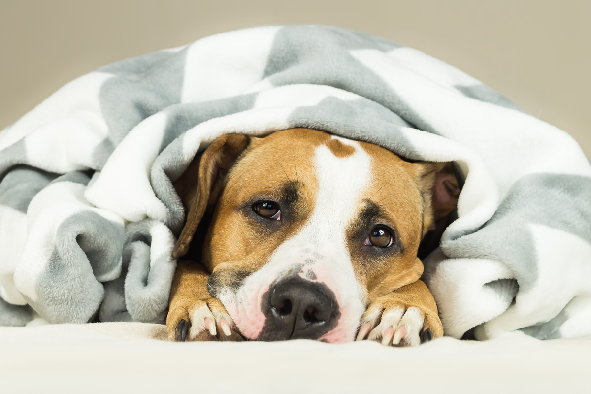 Anzeichen für Fieber beim Hund Hundemagazin