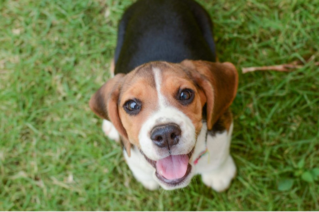 Haushund Hundemagazin Haushund Hundemagazin
