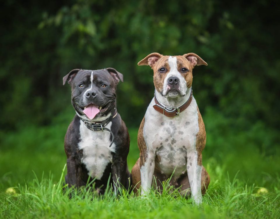 American Staffordshire Terrier - Hunderasse