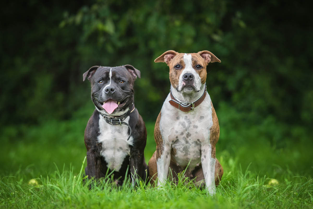 American Staffordshire Terrier - Hunderasse