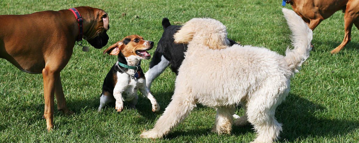 Spiel und Sozialisation für Hunde & Besitzer | Hundemagazin.info